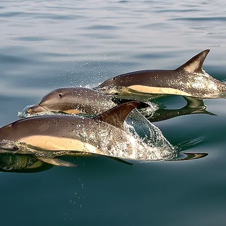 Отель Mare Назаре